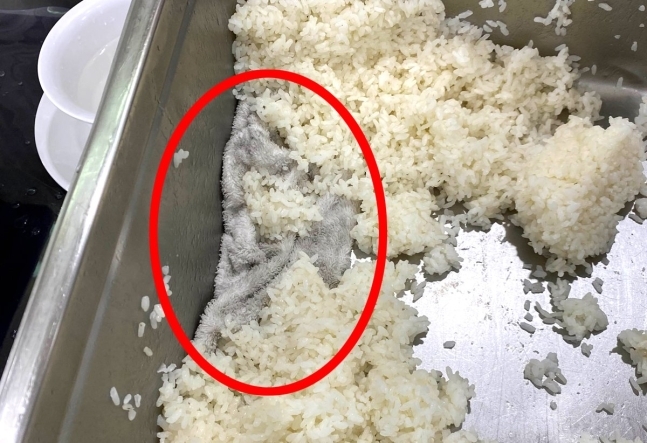  강원도 스키장 식당 밥통서 나온 '회색 수건'… 직원들 "이게 왜" 황당