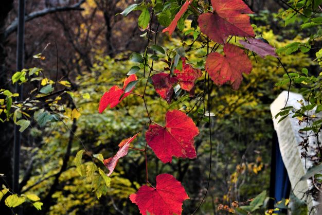 붉은 단풍 잎&#44;