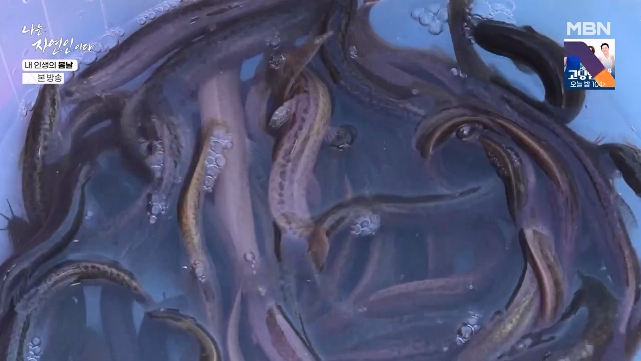 나는 자연인이다.E599.240328p-NEXT.mp4_20240328_195838.461.jpg