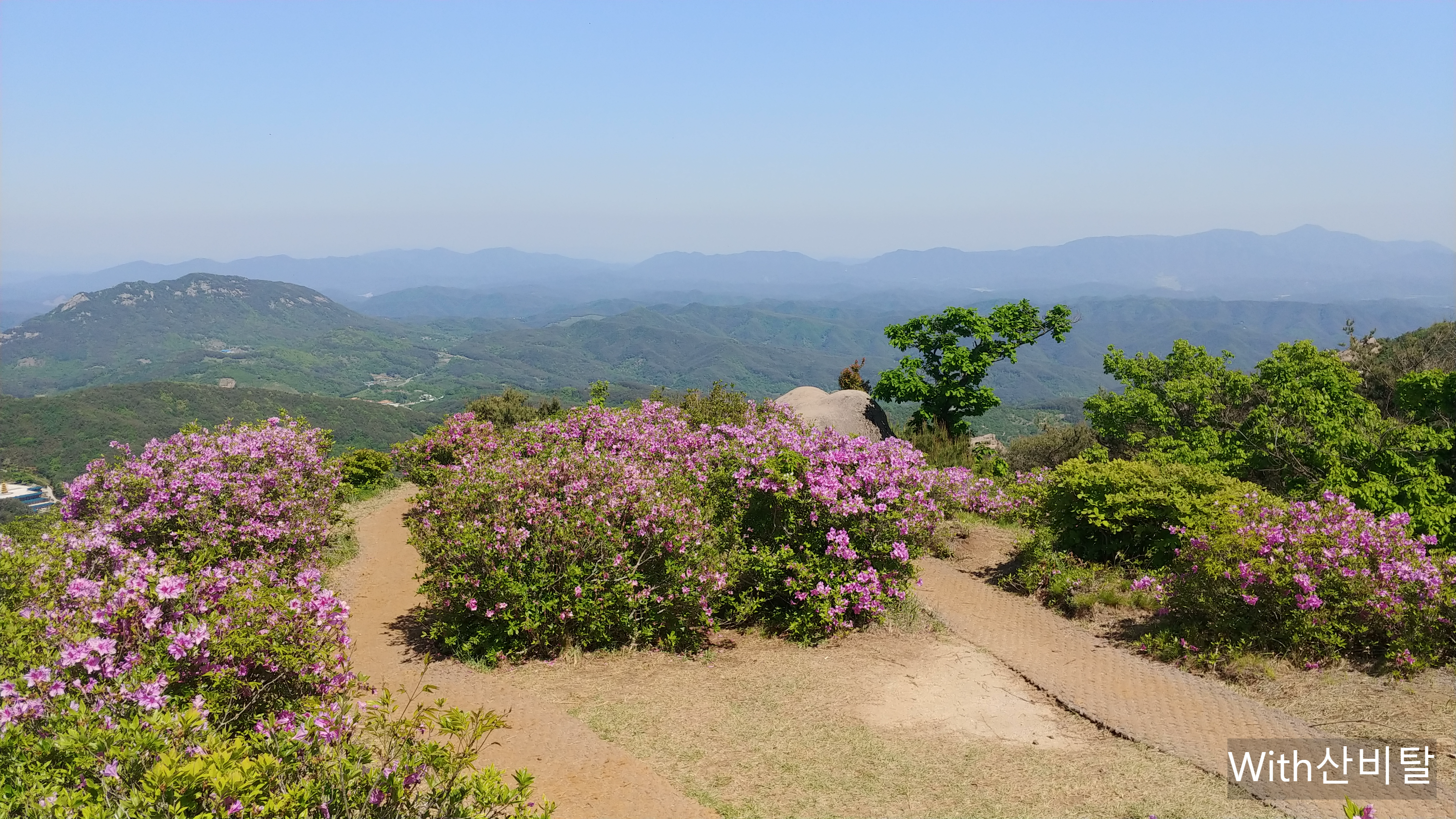 황매산 철쭉