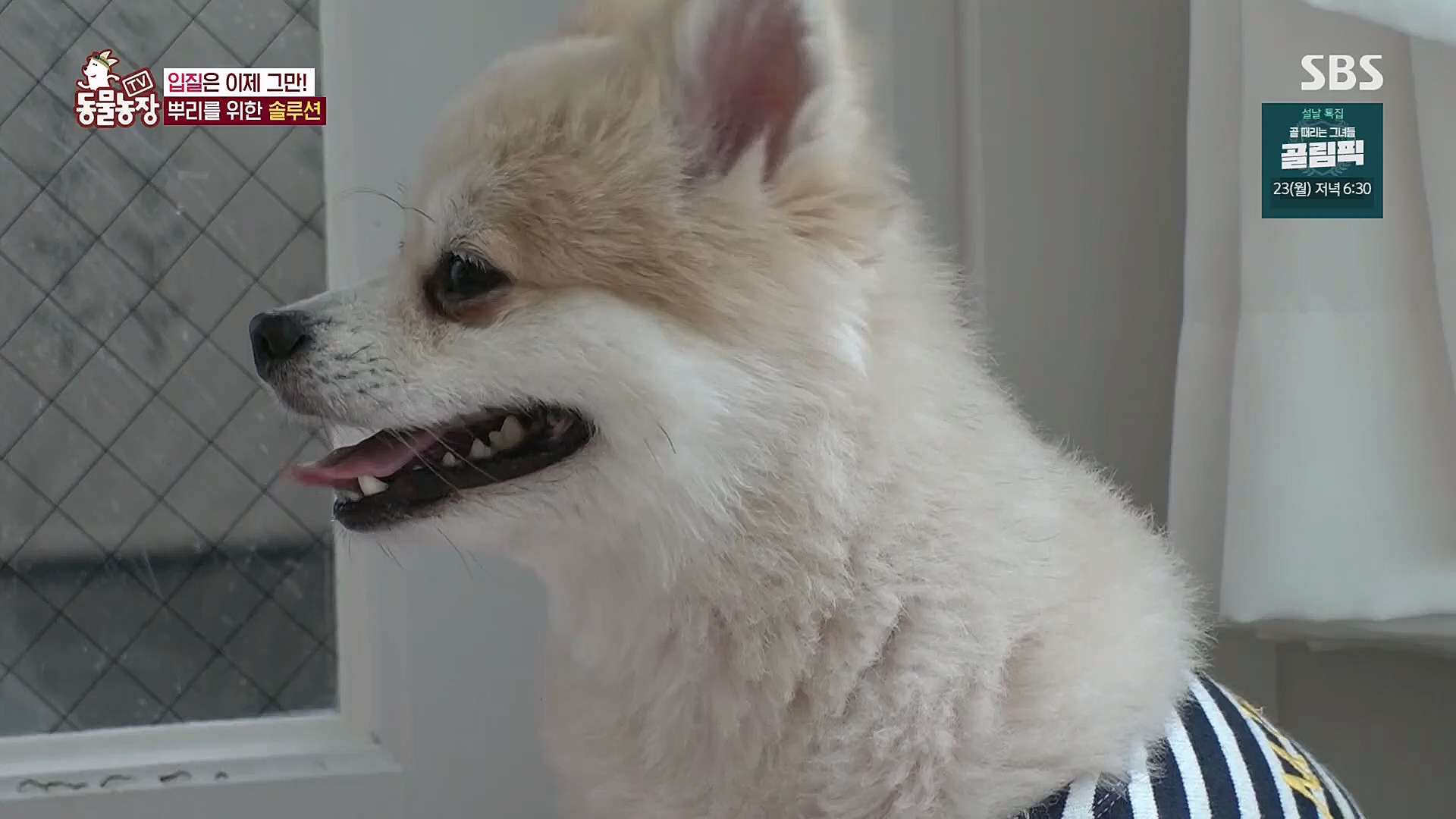 TV 동물농장.E1104.230115p.H264-F1RST.mp4_20230115_173204.055.jpg