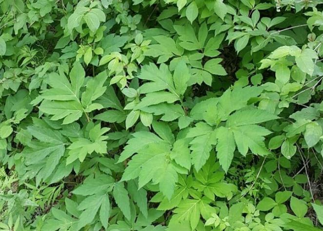 당귀의 효능 _ 당귀잎과 당귀뿌리 5