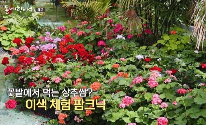 장미농장
