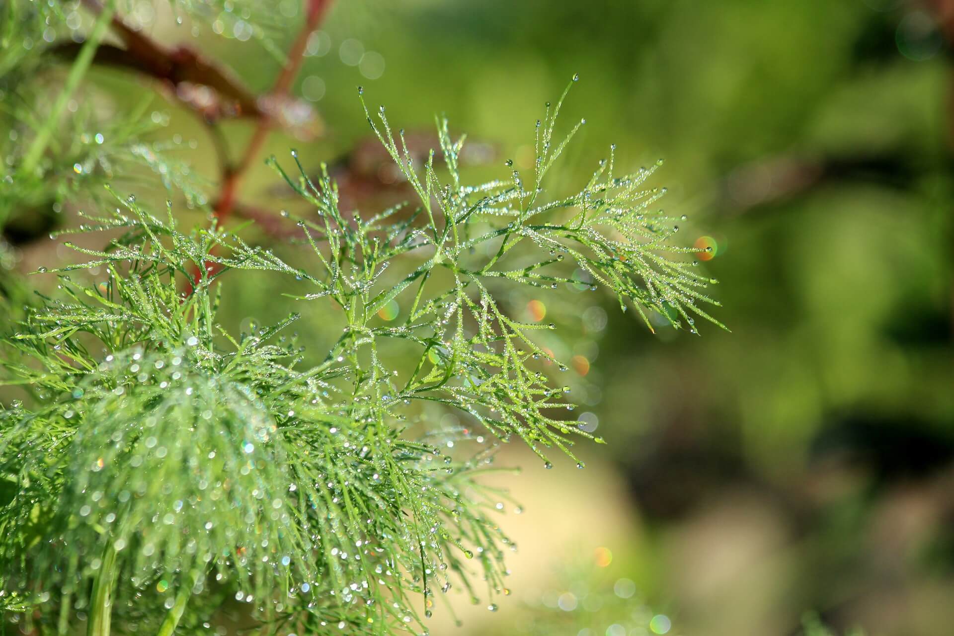 딜(Dill), 딜 활용법, 딜 재배법