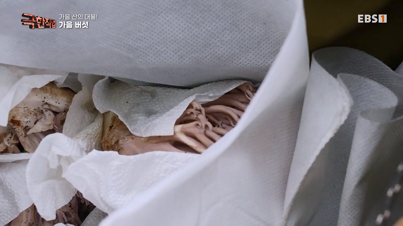 TV - 전 국민의 평생학교 EBS가을 산의 대물! 석청과 버섯.mp4_20230916_171658.441.jpg