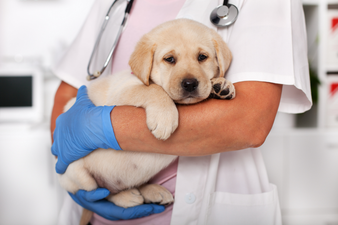 강아지-혈액암-치료
