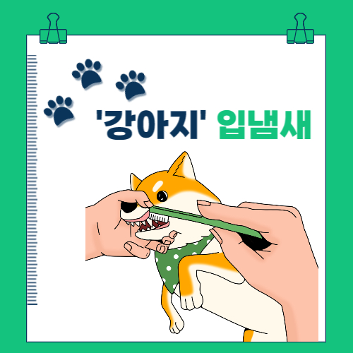  강아지 입냄새 이유