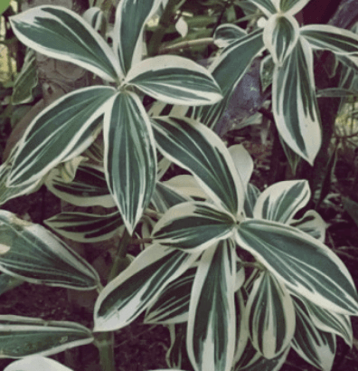 잎이-길게자란-무늬-코스타스