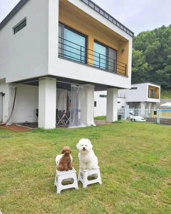 전국 애견동반 펜션 추천 목록 10곳 반려견 동행 휴식 여행_12