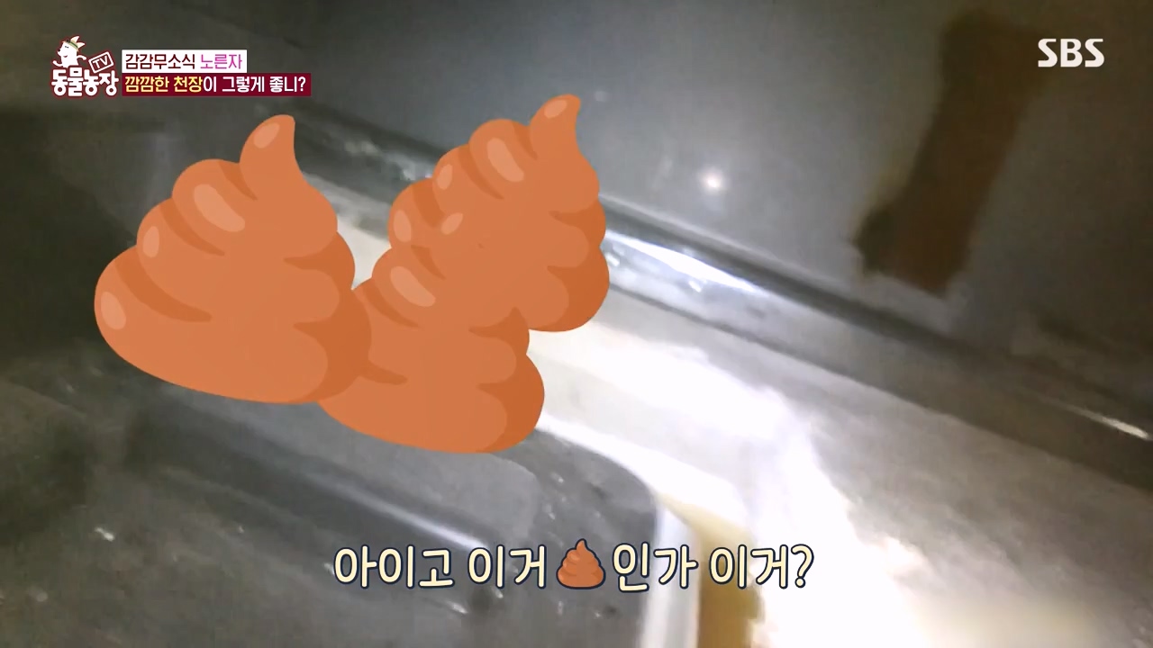 TV 동물농장.E1152.231232p-NEXT.mp4_20231231_172009.191.jpg
