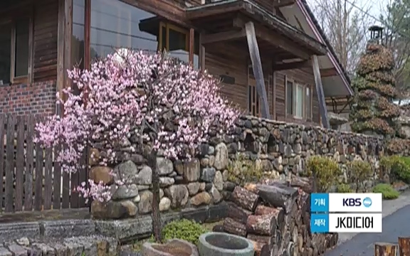 다큐 인사이트 - KBS인생정원 - 붉은 매화가 피면] 봄이면 가장 먼저, 그리고 가장 붉게 피어나는 강인한 소성의 매화.ts_20220818_205201.390.jpg