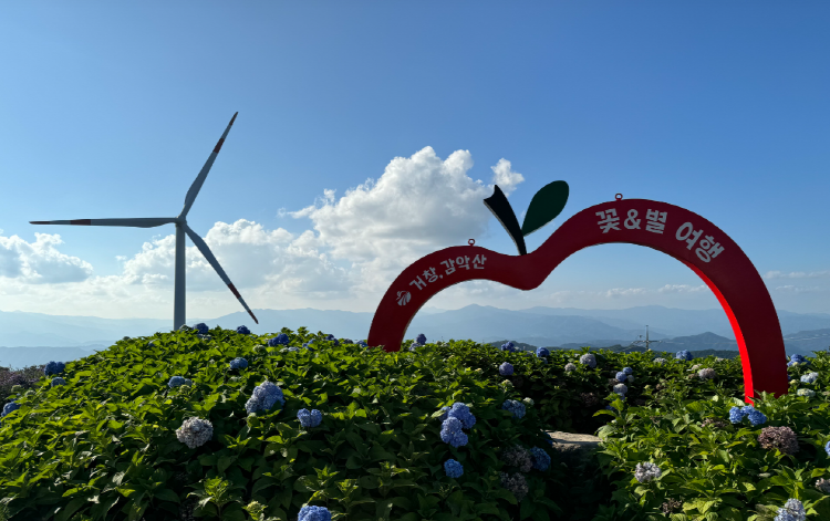 감악산 아스타국화 축제