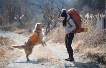 반려견과 여행