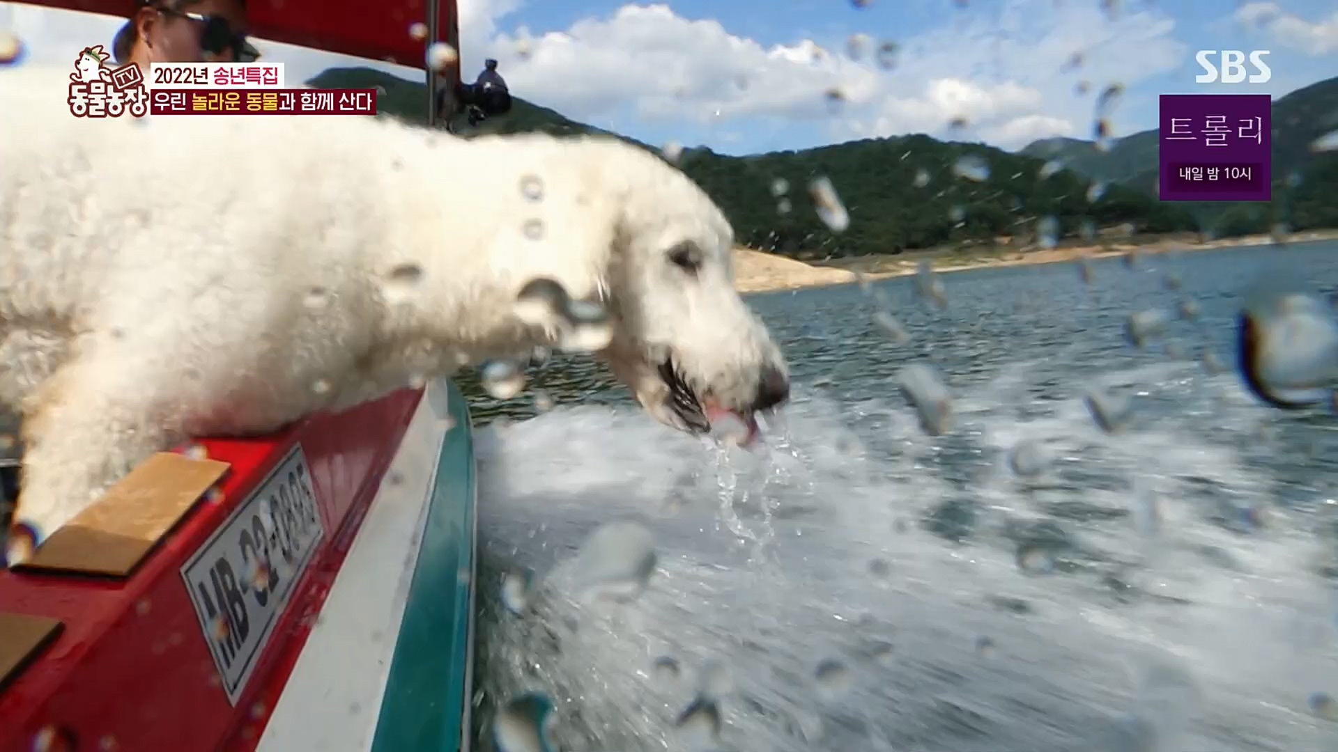 TV 동물농장.E1101.221225p.H264-F1RST.mp4_20221225_190251.199.jpg