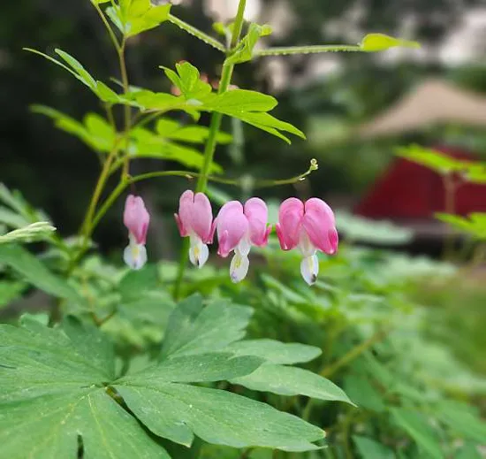 축령산자연휴양림야영장