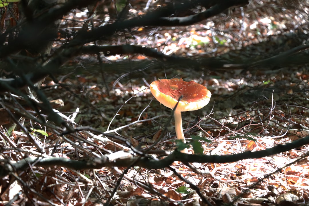 shiitake mushroom