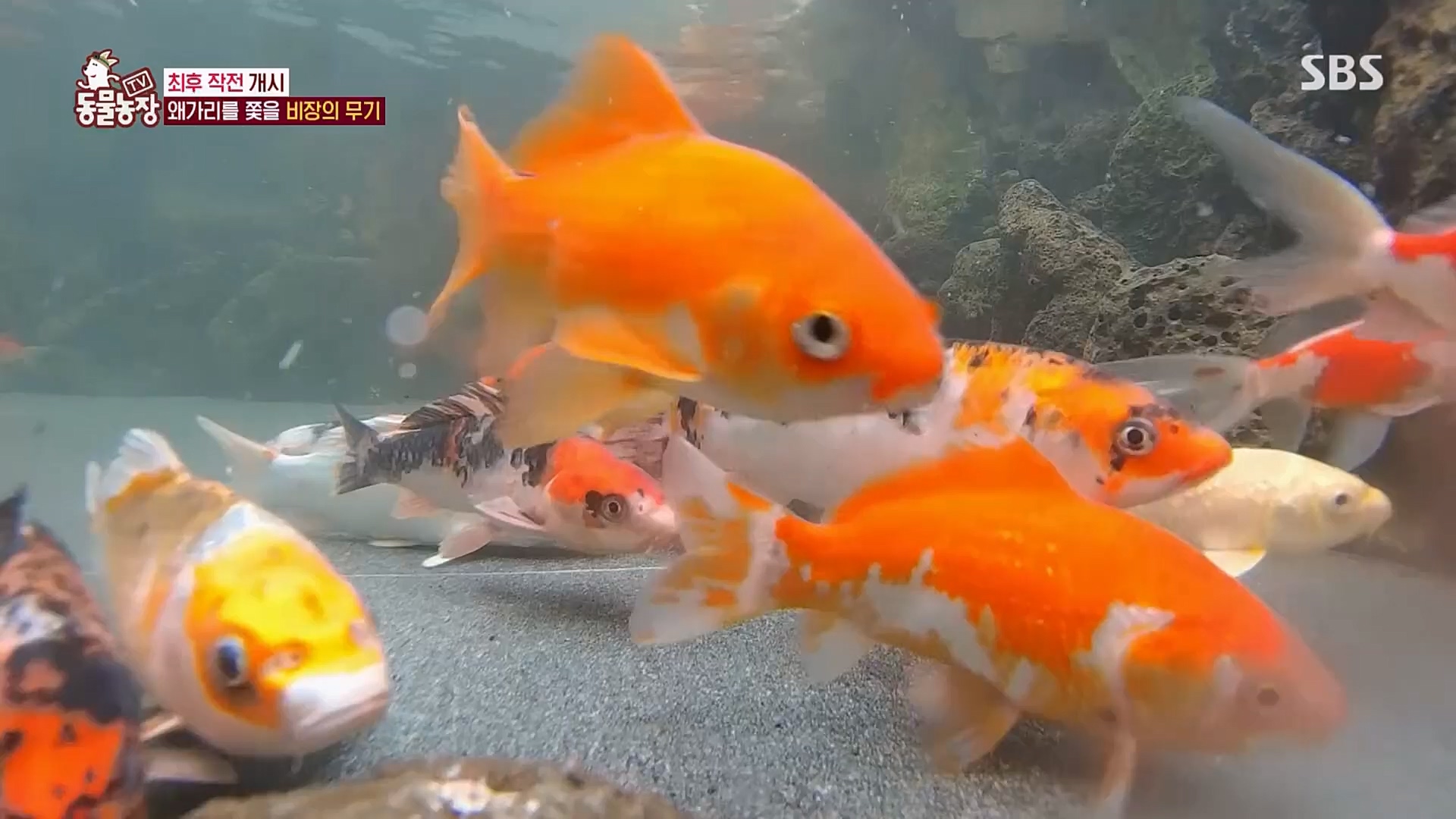 TV 동물농장.E1103.230108p.H264-F1RST.mp4_20230108_174638.899.jpg