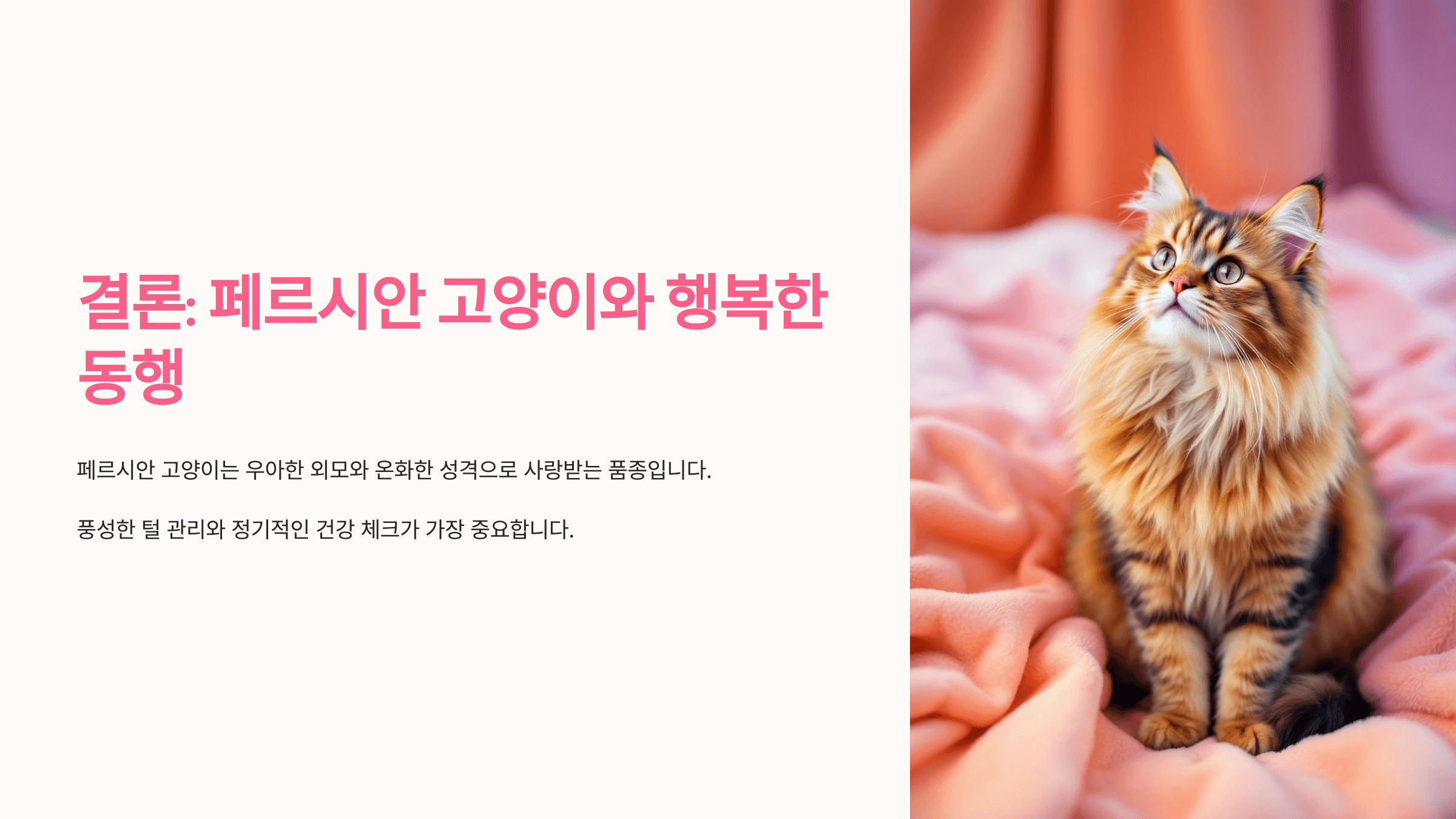 페르시안 고양이 사진입니다.