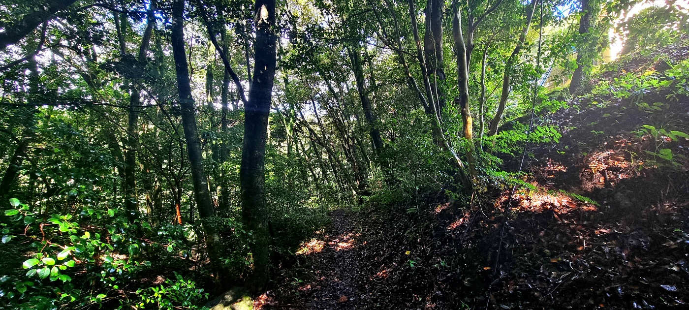 울창한 숲길