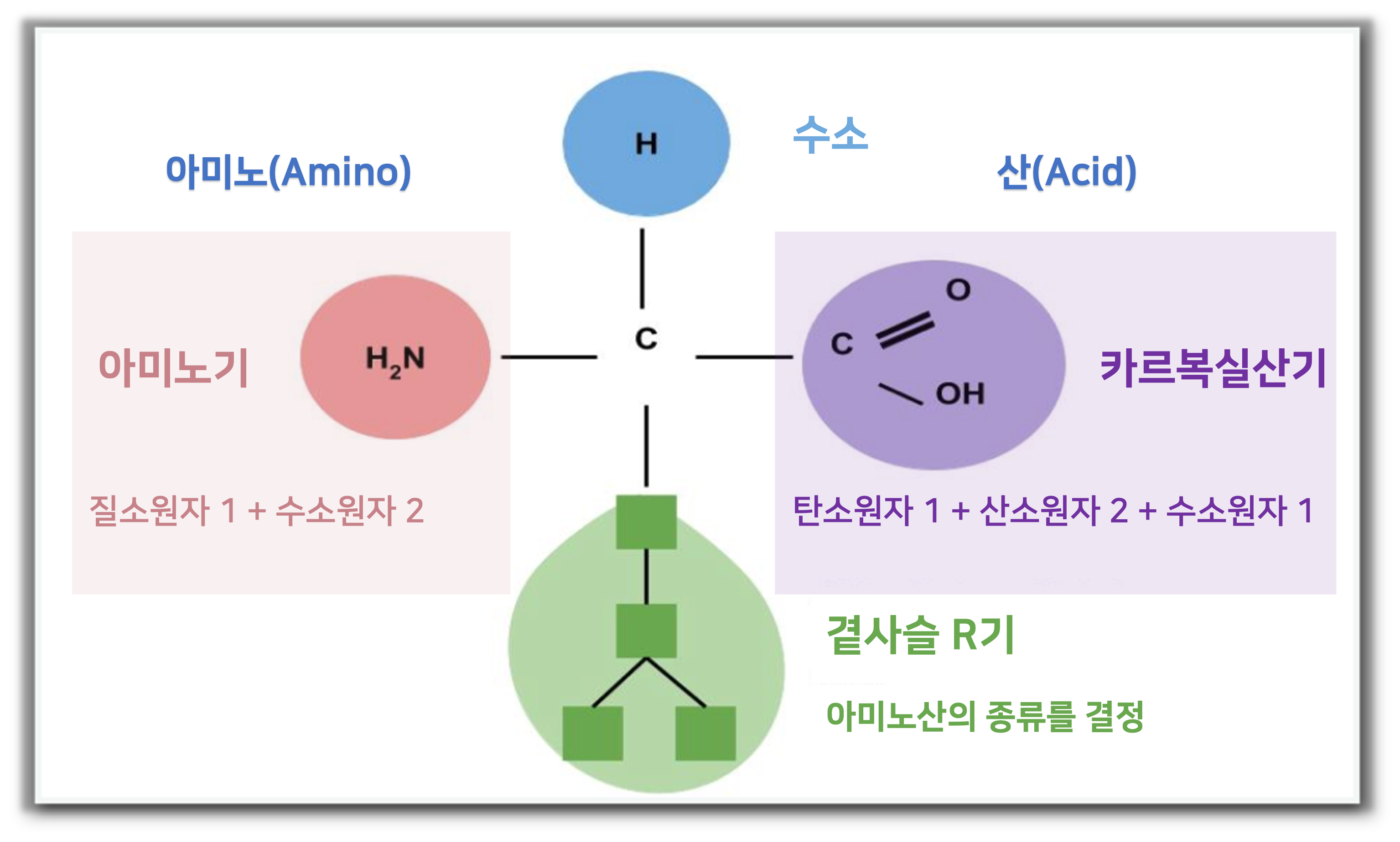 아미노산의 결합 형태를 나타내는 그림입니다.