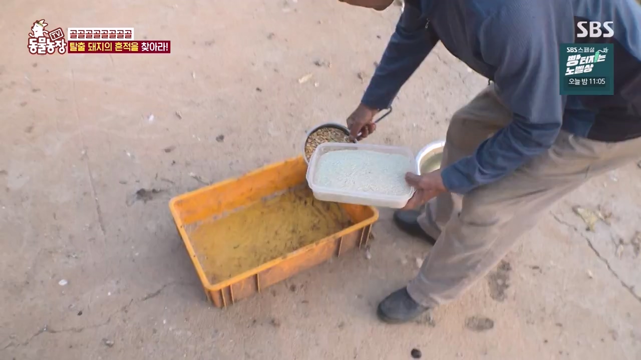 TV 동물농장.E1144.231106p-NEXT.mp4_20231105_175945.033.jpg