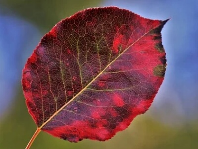 붉은색-나뭇잎
