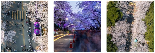 렛츠런파크서울_벚꽃축제