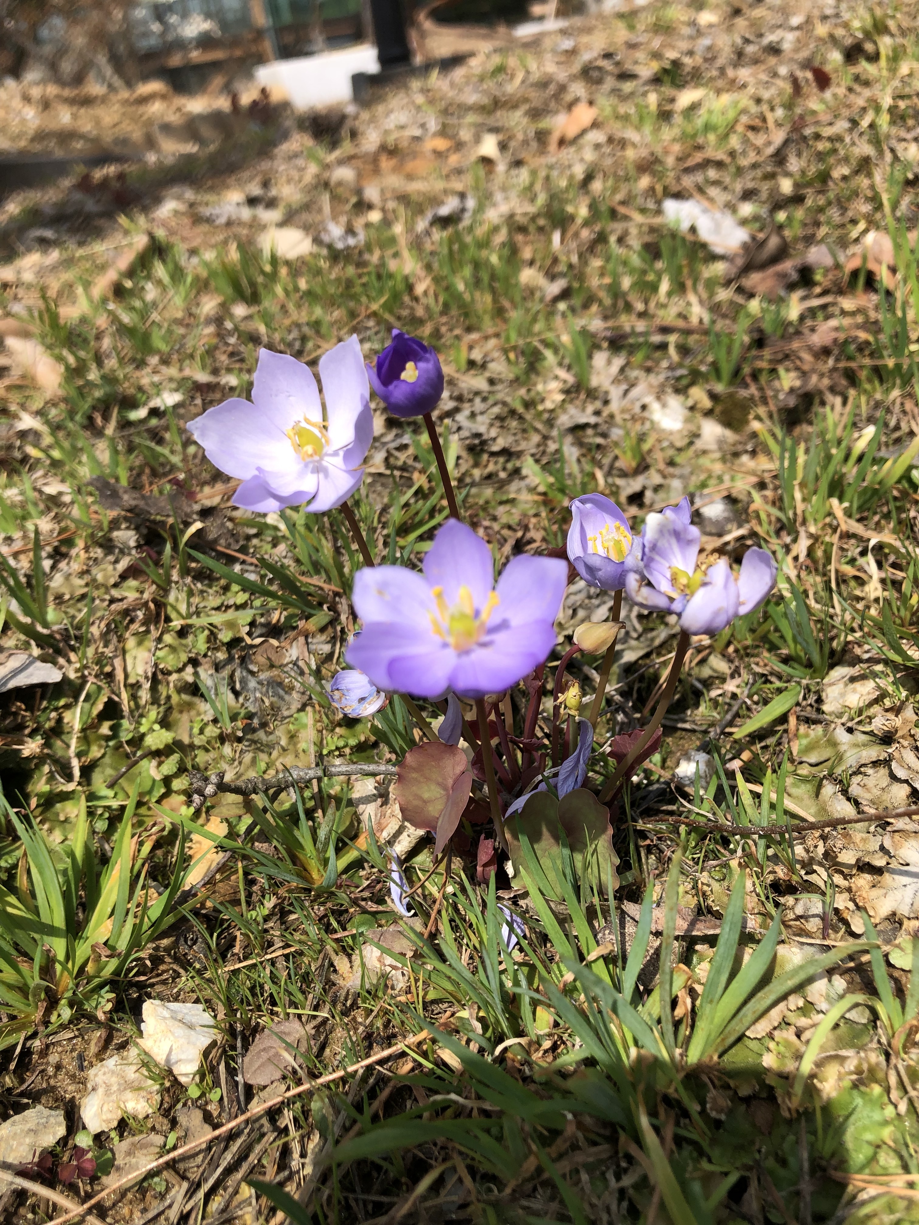  4월에 피는 연보랏빛 깽깽이풀 깽깽이꽃 선황련