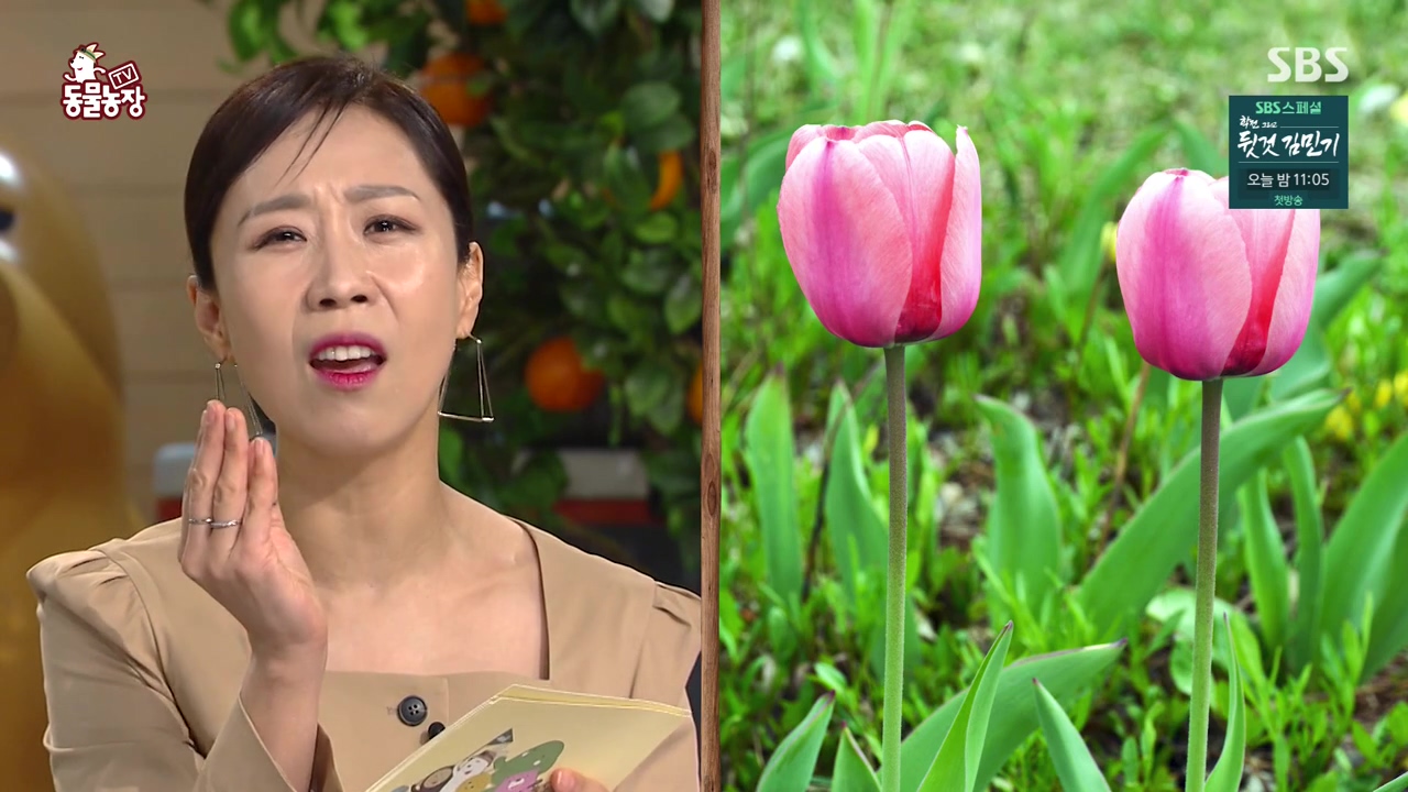 TV 동물농장.E1168.240422p-NEXT.mp4_20240421_163104.681.jpg