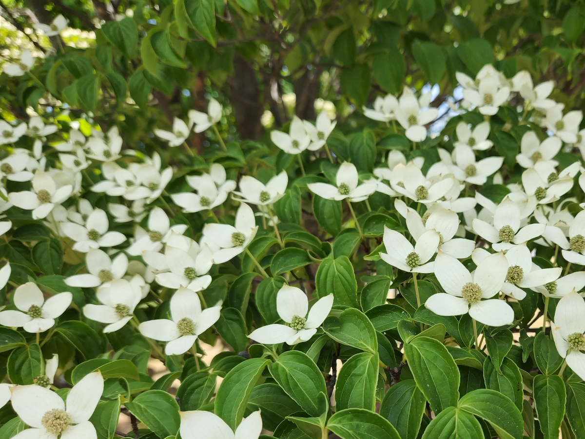 산딸나무