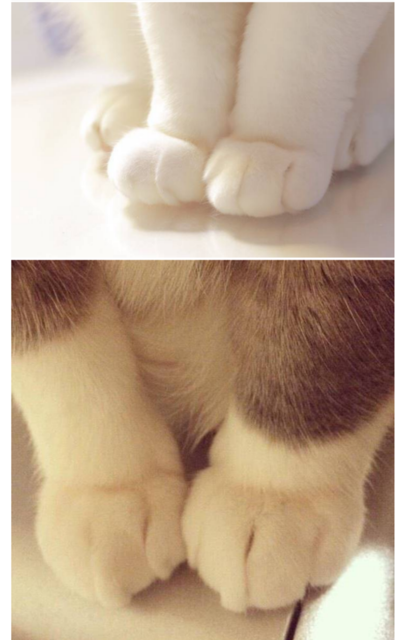 귀여운 고양이 발