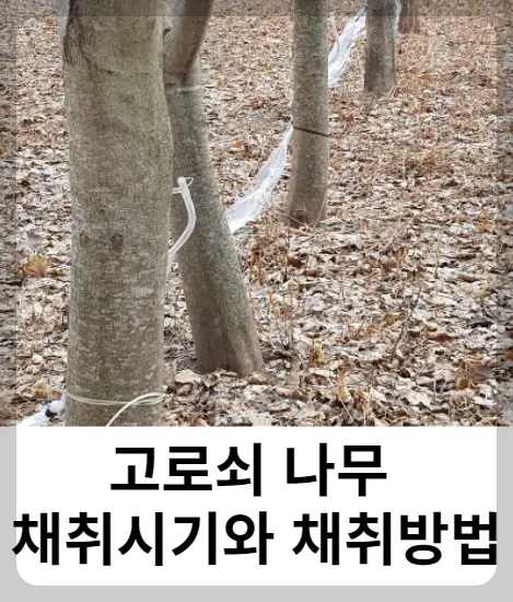 고로쇠 나무 채취시기