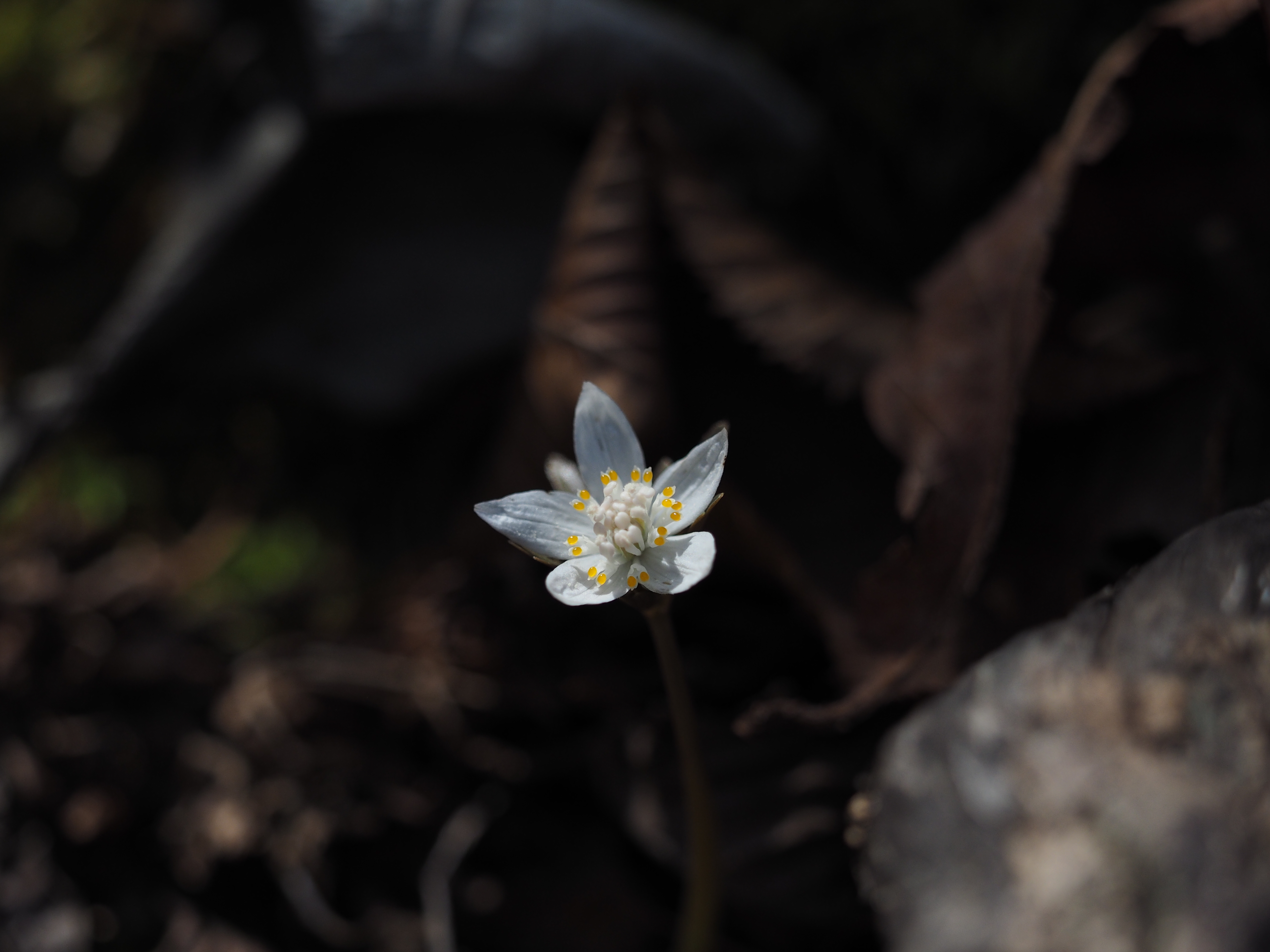 알트태그-흰색의 봄 야생화&amp;#44; 너도 바람꽃