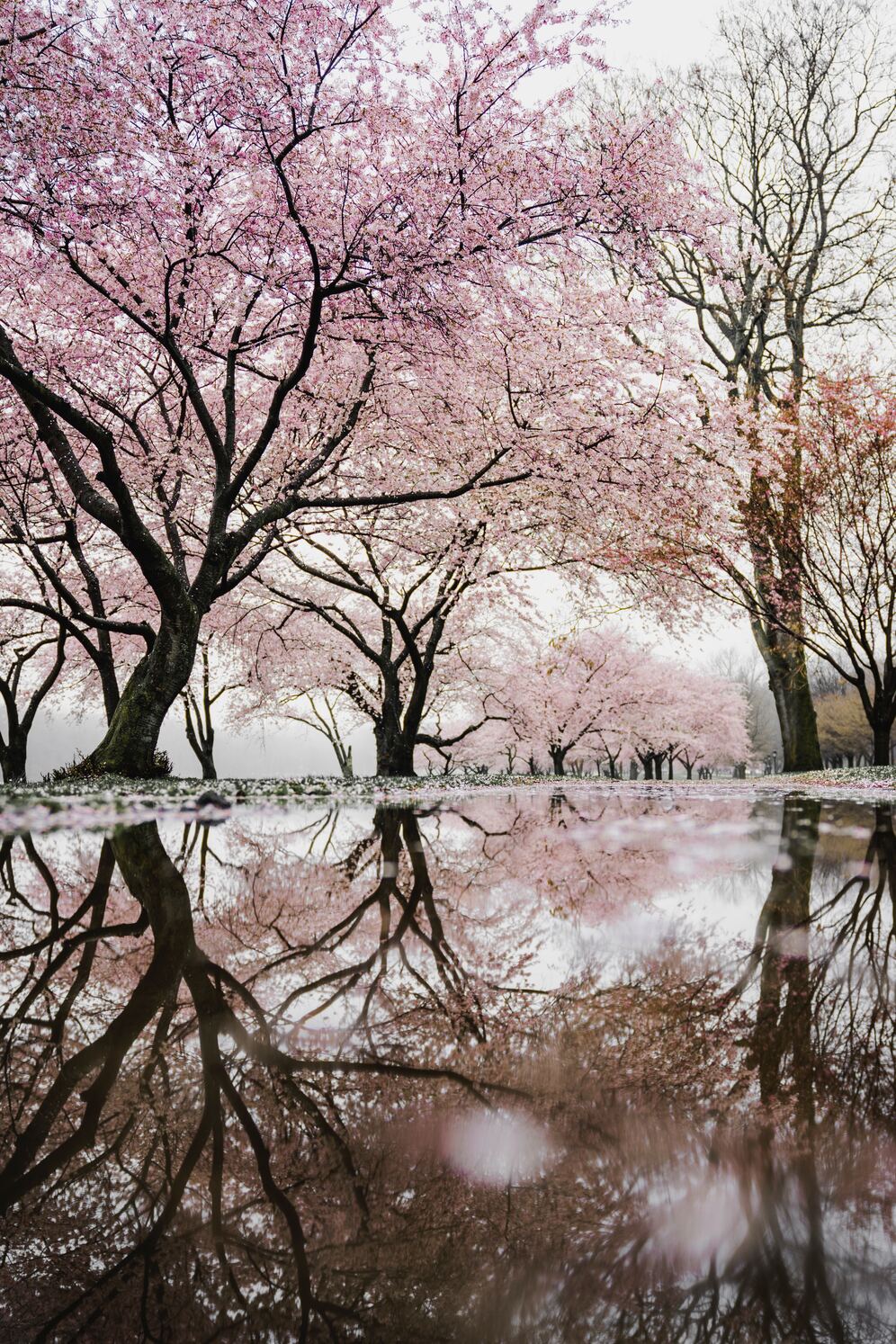 Spring in Korea