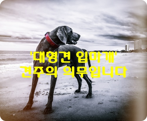  대형견 입마개 미착용 견주 벌금형 선고 이유는?