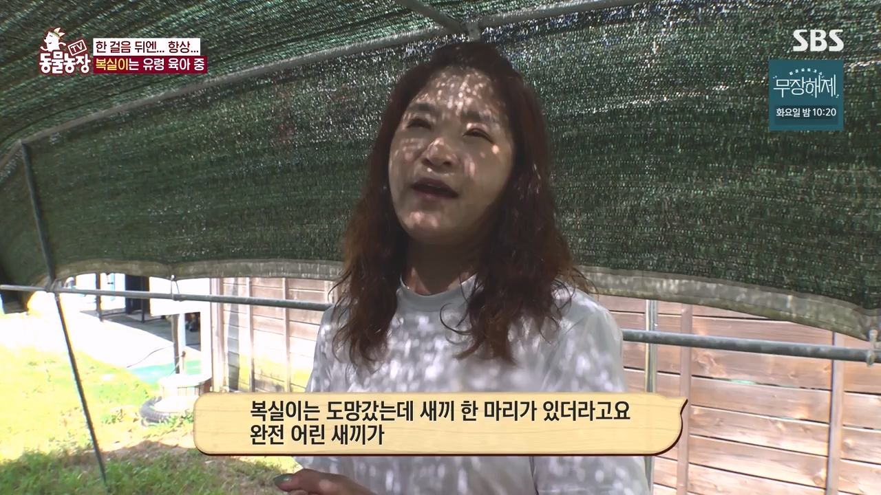 TV 동물농장.E1135.230828p-NEXT.mp4_20230827_180827.963.jpg