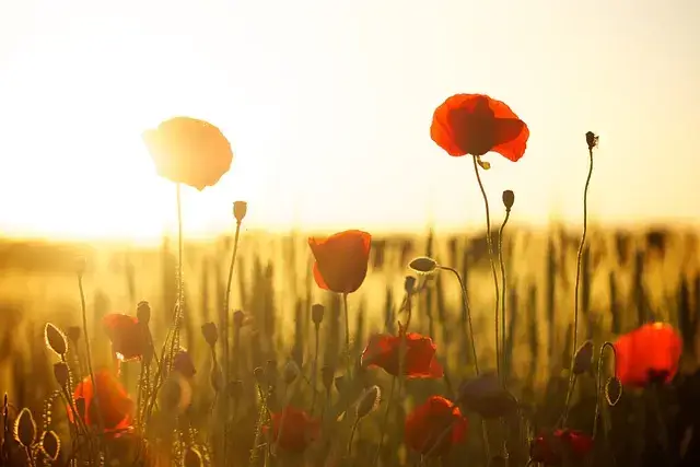 가평 자라섬 꽃축제&amp;#44; 자라섬 꽃 페스타 날짜&amp;#44; 요금&amp;#44; 프로그램&amp;#44; 유래 정보