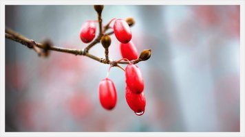 산수유 효능 10가지|부작용 21