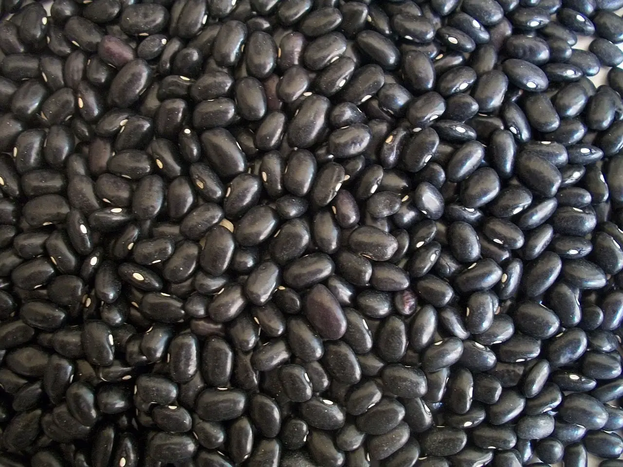 식물성 단백질 검은콩 사진