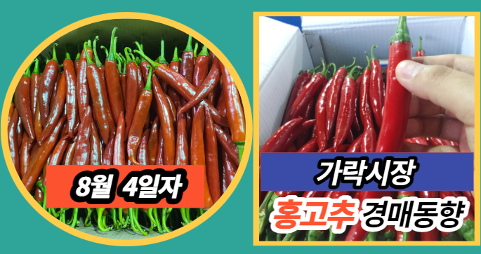  [경매사 일일보고] 8월 4일자 가락시장 홍고추 경매동향을 살펴보겠습니다!