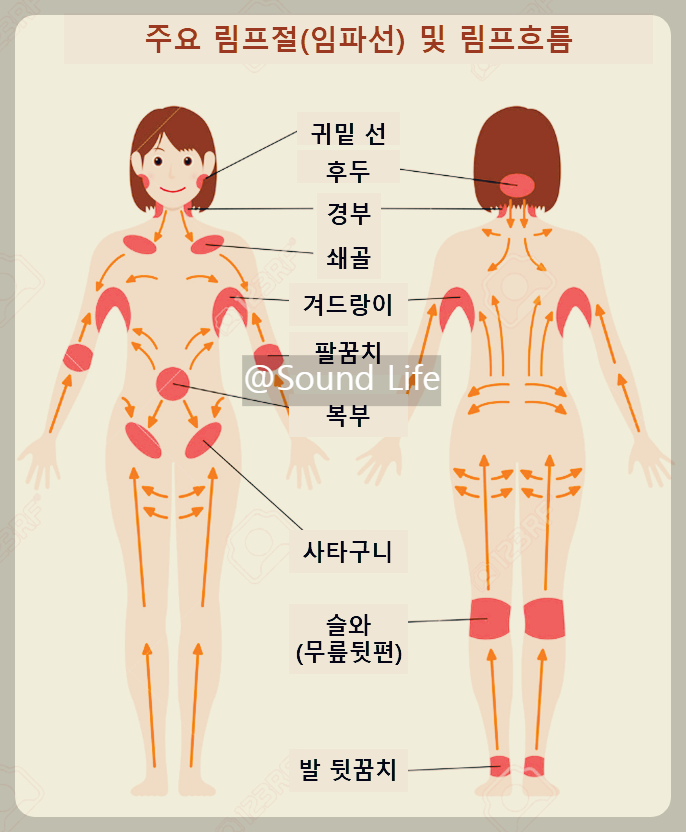 체내-임파선-위치