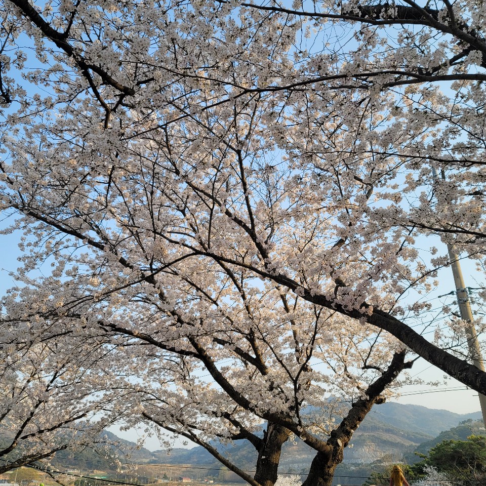 [전북 고창] 성송초등학교 벚꽃 사진
