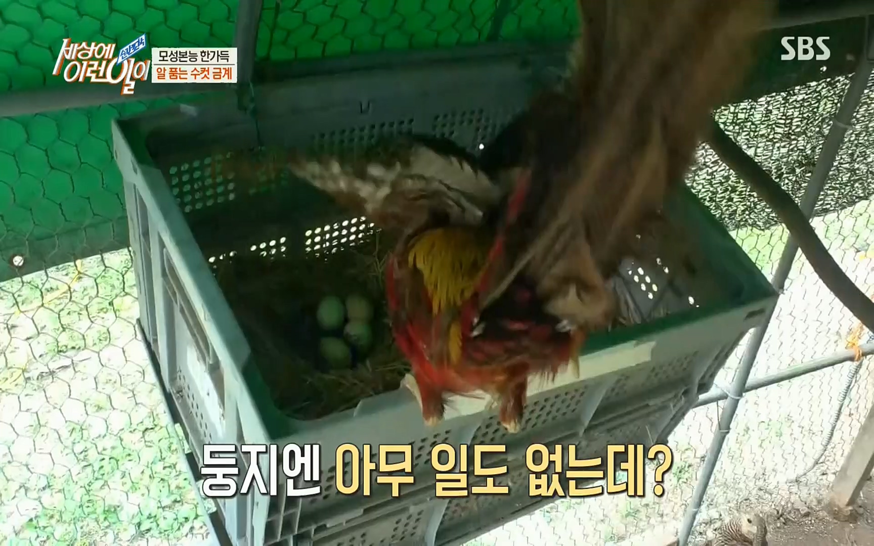 순간포착 세상에 이런일이.E1191.220802p.H264-F1RST.mp4_20220803_202131.523.jpg