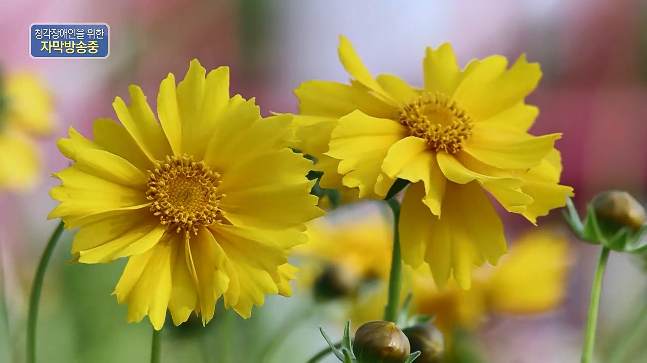 동네 한 바퀴.E277.240609p-NEXT.mp4_20240609_162904.382.jpg