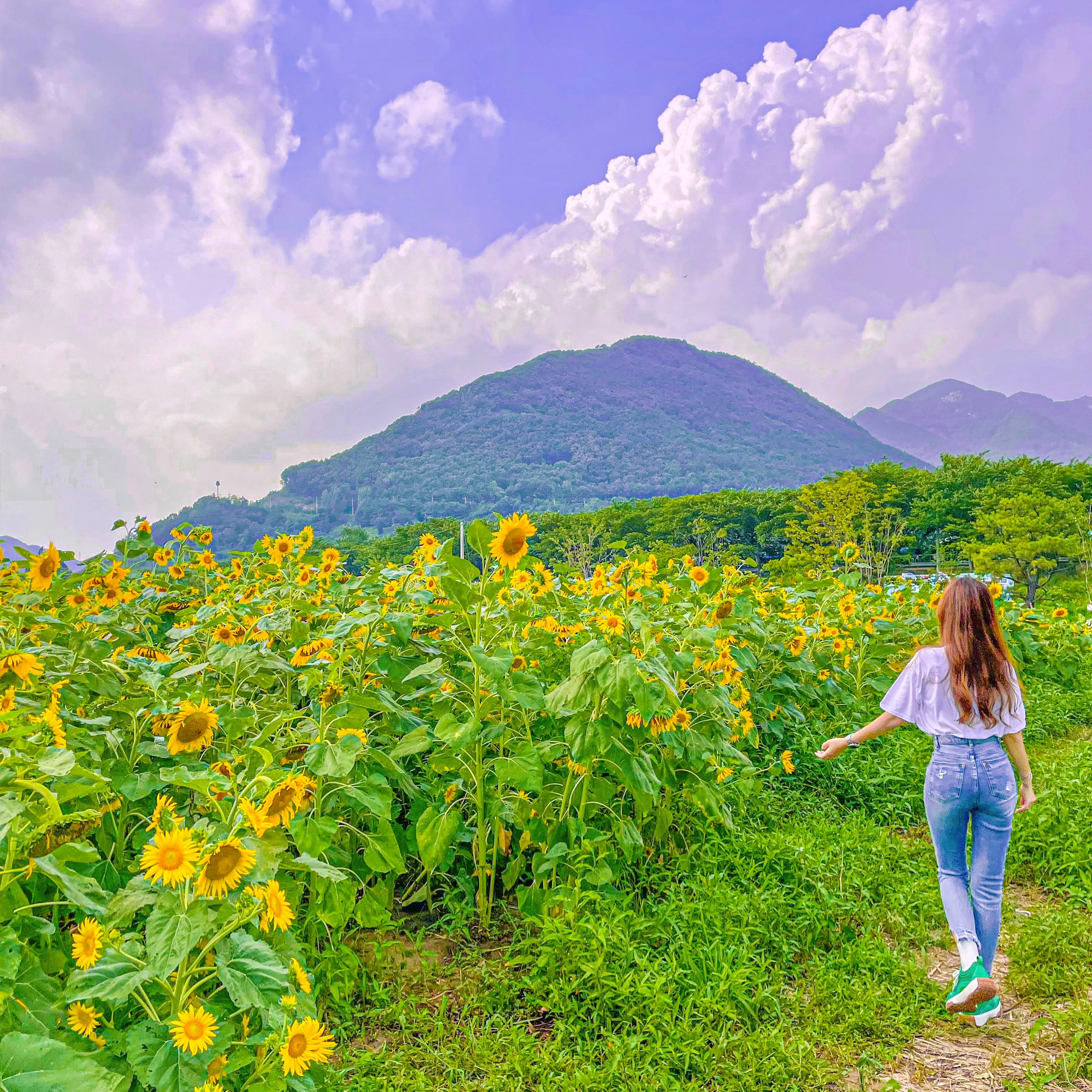 양산-황산공원-해바라기밭