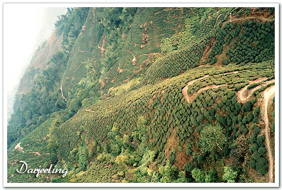 인도-다르질링-케이블카에서-본-차밭풍경
