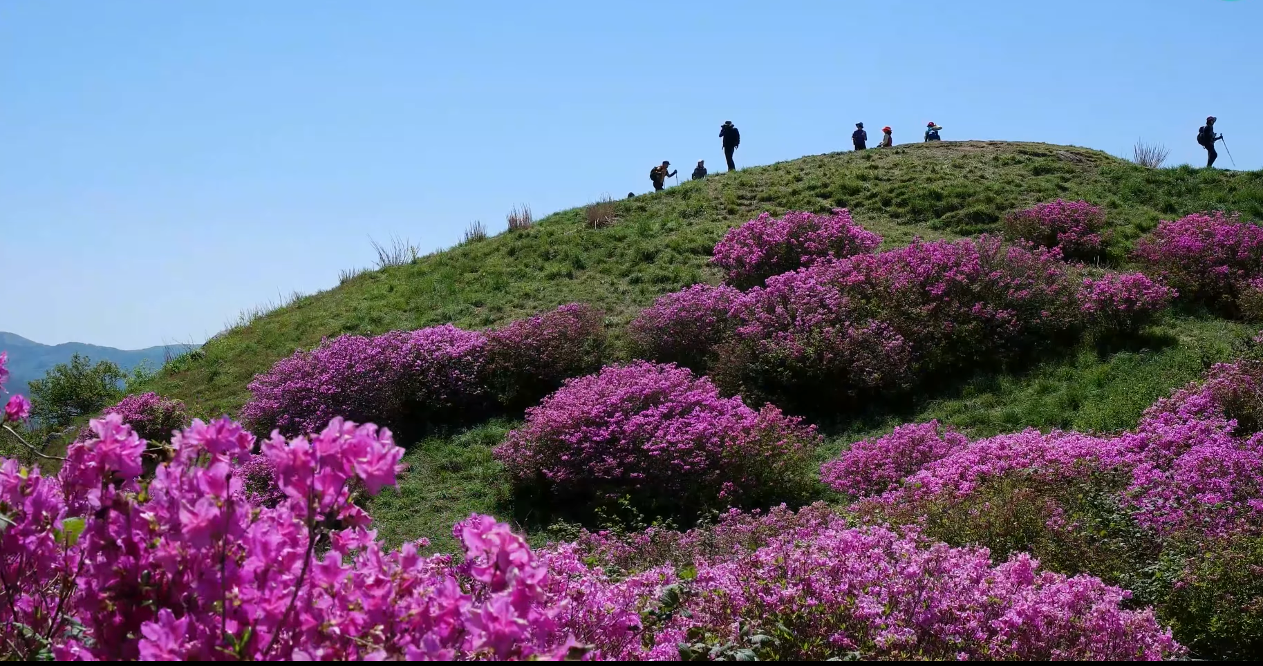 2023 지리산 바래봉 철쭉 군락지 여행 (지리산 운봉 바래봉 철쭉 축제)