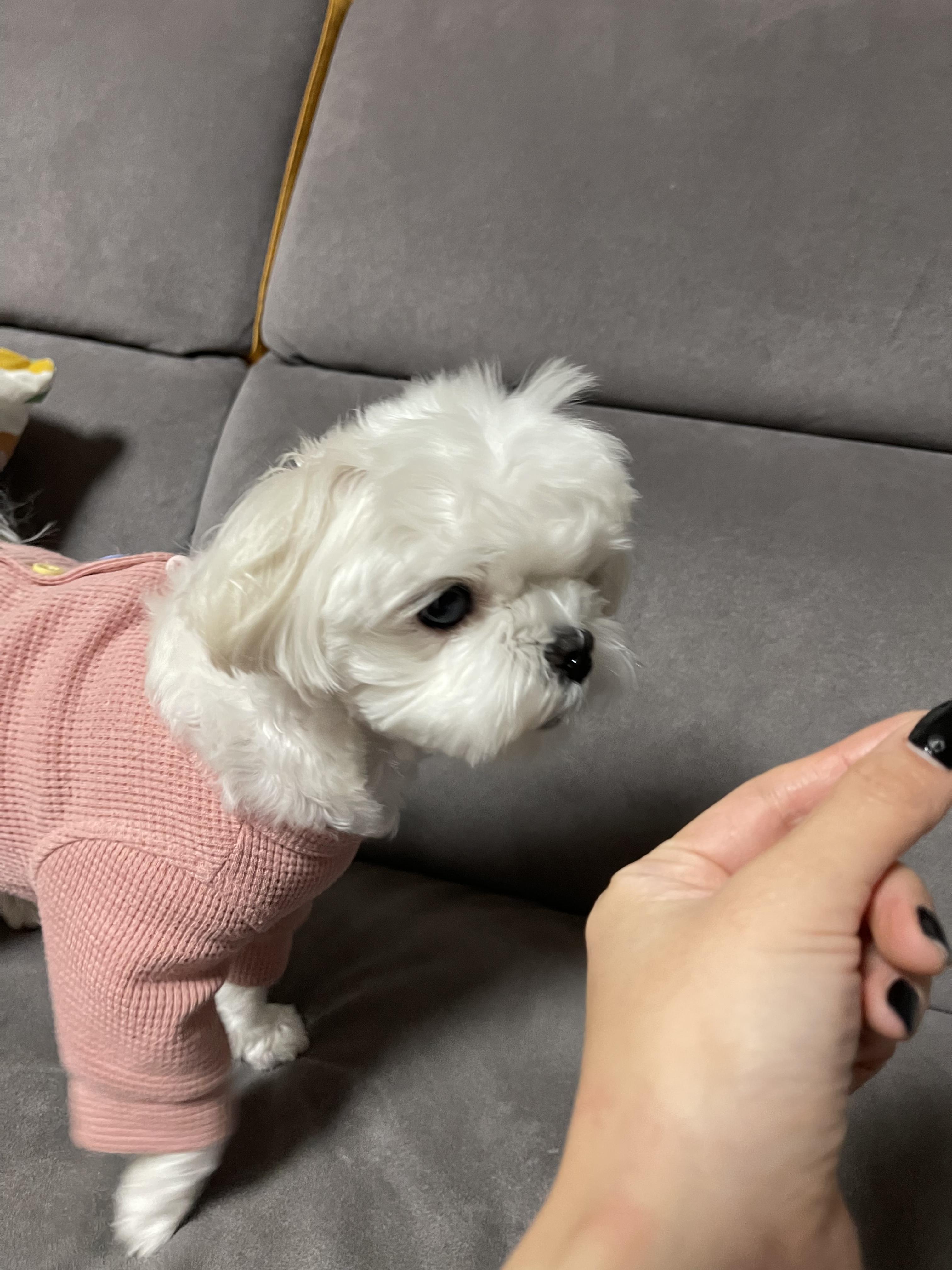 티어젠 급여후