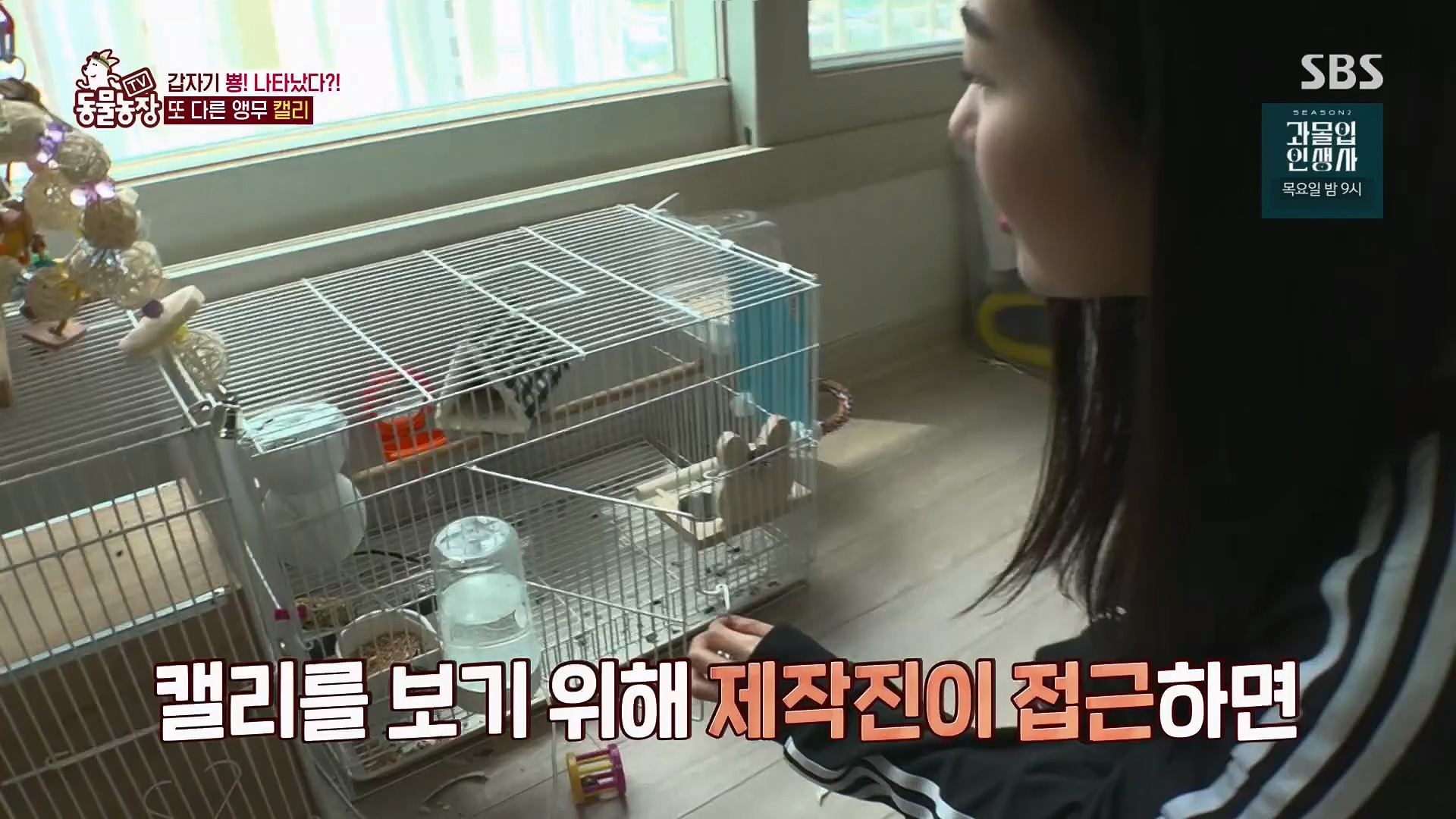 TV 동물농장.E1180.240714p.H264-F1RST.mp4_20240715_201732.701.jpg