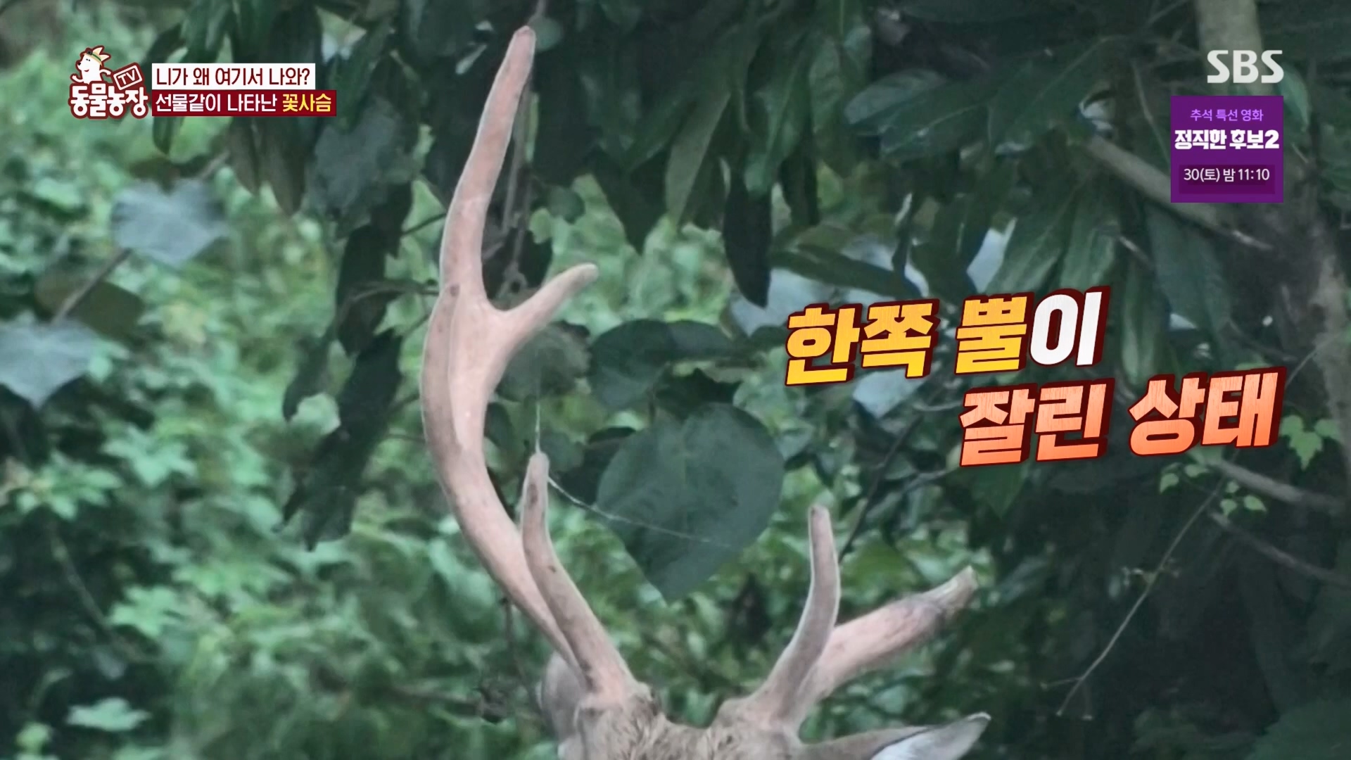TV 동물농장.E1139.230924p.H264-F1RST.mp4_20230924_171717.813.jpg